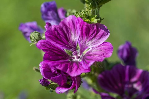 Common mallow (Malva sylvestris), flower, North Rhine-Westphalia, Germany