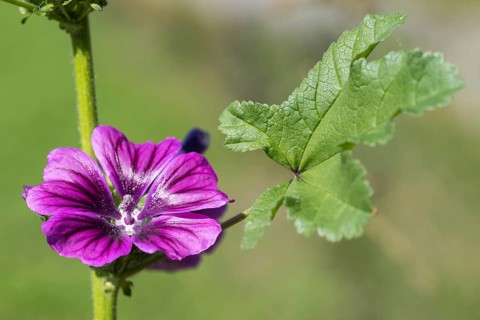 Common mallow (Malva sylvestris), flower and leaf, North Rhine-Westphalia, Germany