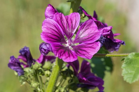 Common mallow (Malva sylvestris), flower, North Rhine-Westphalia, Germany