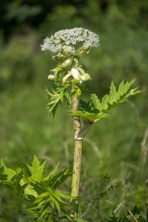 Giant hogweed (Heracleum mantegazzianum), Herculean perennial, flowering, North Rhine-Westphalia,