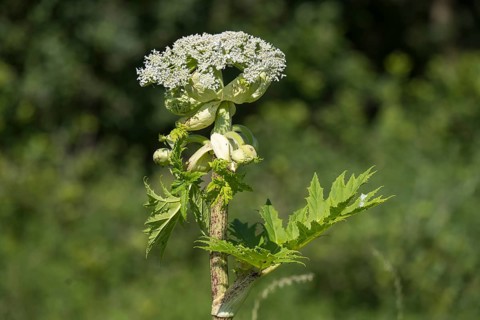 Giant hogweed (Heracleum mantegazzianum), Herculean perennial, flowering, North Rhine-Westphalia,