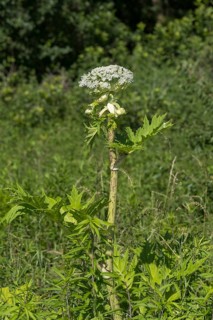 Giant hogweed (Heracleum mantegazzianum), Herculean perennial, flowering, North Rhine-Westphalia,