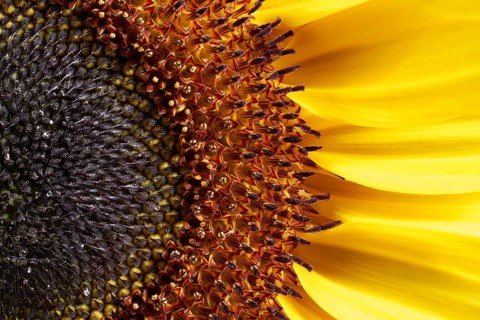 Full frame macro shot of a sunflower