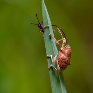 Acorn weevil with other small beetle at the top of a grass leaf