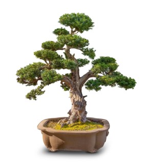 Bonsai tree in white back with shadow