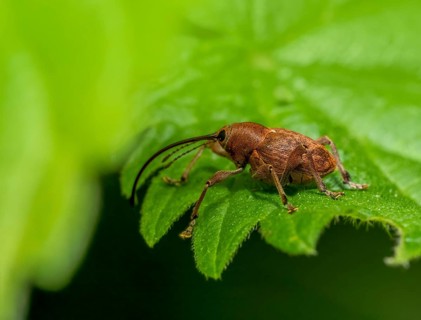 Sideways shot of a acorn weevil resting on a green leaf