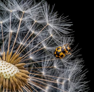Macro shot of remaining attached dandelion seeds on partly bald flower head including a p-14 lady
