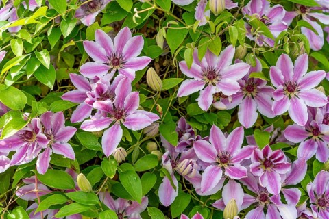 Full frame showing a bicolor white and pink flowering clematis plant