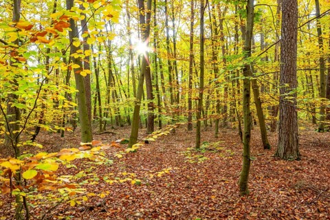 Colorful sunny autumn forest scenery seen around Hardheim, a municipality in the district of