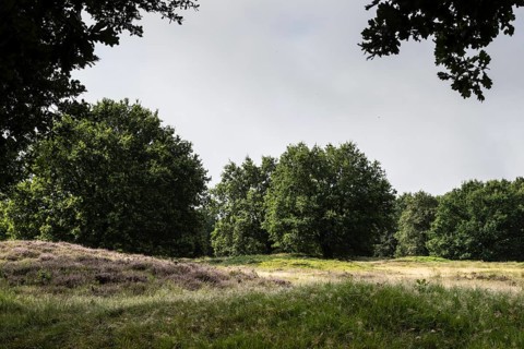 Mansenberge barrow cemetery, woodland with old English oaks (Quercus robur), Emsland, Lower Saxony,