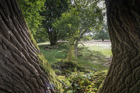 Mansenberge barrow cemetery, woodland with old English oaks (Quercus robur), Emsland, Lower Saxony,