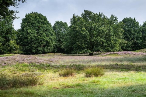 Mansenberge barrow cemetery, woodland with old English oaks (Quercus robur), Emsland, Lower Saxony,