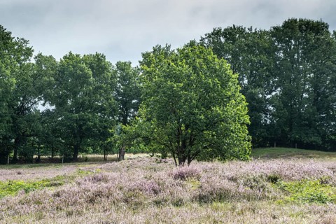 Mansenberge barrow cemetery, woodland with old English oaks (Quercus robur), Emsland, Lower Saxony,