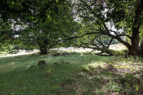 Mansenberge barrow cemetery, woodland with old English oaks (Quercus robur), Emsland, Lower Saxony,