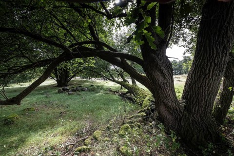 Mansenberge barrow cemetery, woodland with old English oaks (Quercus robur), Emsland, Lower Saxony,