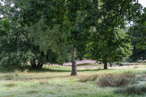 Mansenberge barrow cemetery, woodland with old English oaks (Quercus robur), Emsland, Lower Saxony,