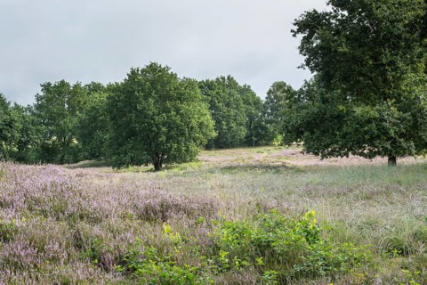 Mansenberge barrow cemetery, woodland with old English oaks (Quercus robur), Emsland, Lower Saxony,