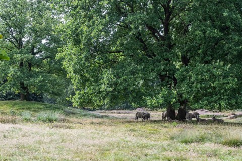 Bentheimer Landschafe (Ovis gmelini) in the burial mound Mansenberge, woodland with old English