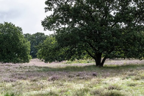 Mansenberge barrow cemetery, woodland with old English oaks (Quercus robur), Emsland, Lower Saxony,