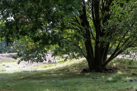 Mansenberge barrow cemetery, woodland with old English oaks (Quercus robur), Emsland, Lower Saxony,