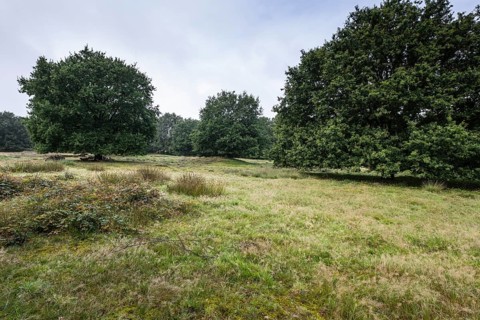 Mansenberge barrow cemetery, woodland with old English oaks (Quercus robur), Emsland, Lower Saxony,