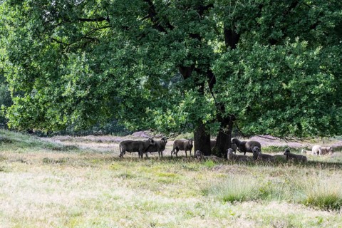 Bentheimer Landschafe (Ovis gmelini) in the burial mound Mansenberge, woodland with old English