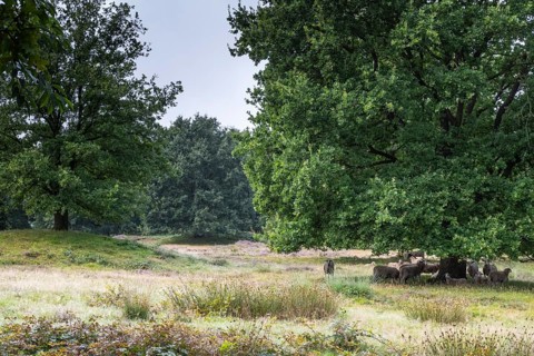 Bentheimer Landschafe (Ovis gmelini) in the burial mound Mansenberge, woodland with old English