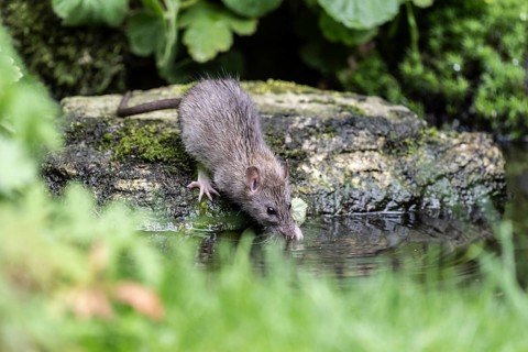 Norway rat (Rattus norvegicus), Emsland, Lower Saxony, Germany