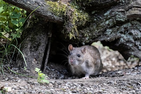 Norway rat (Rattus norvegicus), Emsland, Lower Saxony, Germany