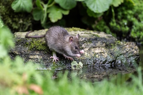 Norway rat (Rattus norvegicus), Emsland, Lower Saxony, Germany