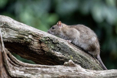 Norway rat (Rattus norvegicus), Emsland, Lower Saxony, Germany