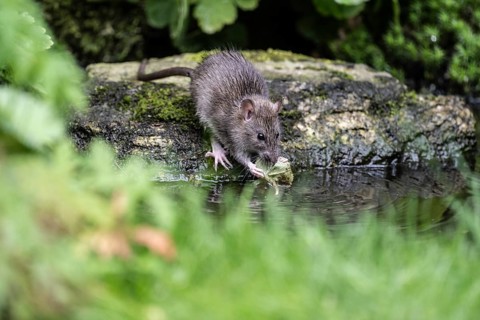 Norway rat (Rattus norvegicus), Emsland, Lower Saxony, Germany