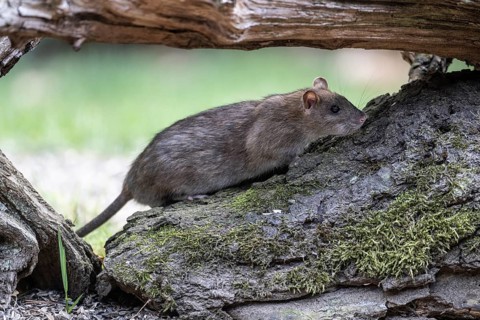 Norway rat (Rattus norvegicus), Emsland, Lower Saxony, Germany