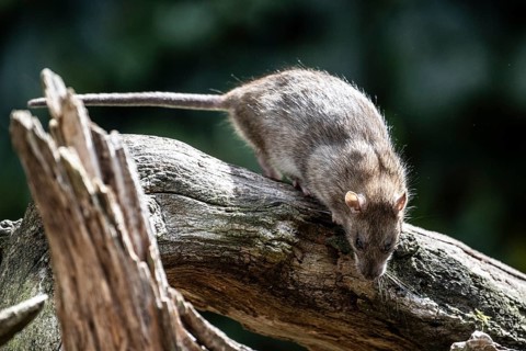 Norway rat (Rattus norvegicus), Emsland, Lower Saxony, Germany