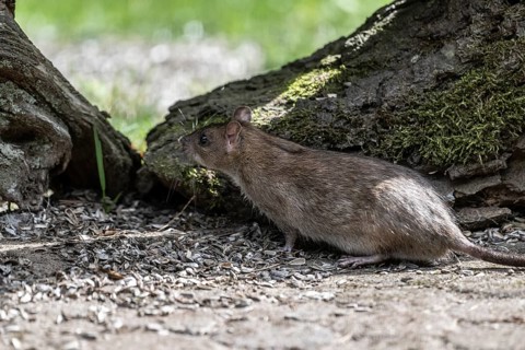 Norway rat (Rattus norvegicus), Emsland, Lower Saxony, Germany