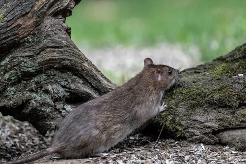 Norway rat (Rattus norvegicus), Emsland, Lower Saxony, Germany