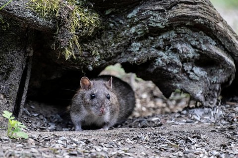 Norway rat (Rattus norvegicus), Emsland, Lower Saxony, Germany