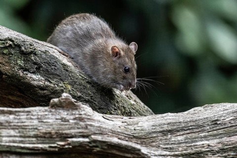 Norway rat (Rattus norvegicus), Emsland, Lower Saxony, Germany