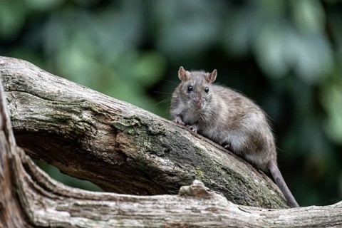 Norway rat (Rattus norvegicus), Emsland, Lower Saxony, Germany