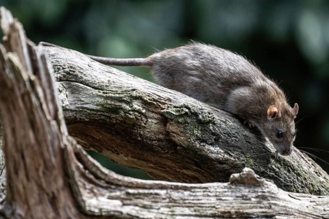 Norway rat (Rattus norvegicus), Emsland, Lower Saxony, Germany