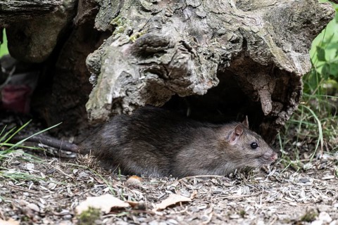 Norway rat (Rattus norvegicus), Emsland, Lower Saxony, Germany
