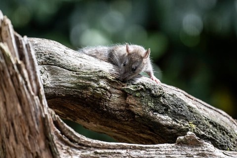 Norway rat (Rattus norvegicus), Emsland, Lower Saxony, Germany