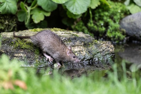 Norway rat (Rattus norvegicus), Emsland, Lower Saxony, Germany