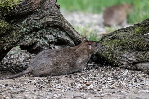 Norway rat (Rattus norvegicus), Emsland, Lower Saxony, Germany