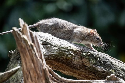 Norway rat (Rattus norvegicus), Emsland, Lower Saxony, Germany