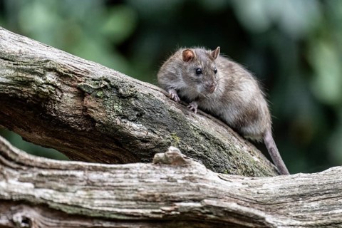 Norway rat (Rattus norvegicus), Emsland, Lower Saxony, Germany