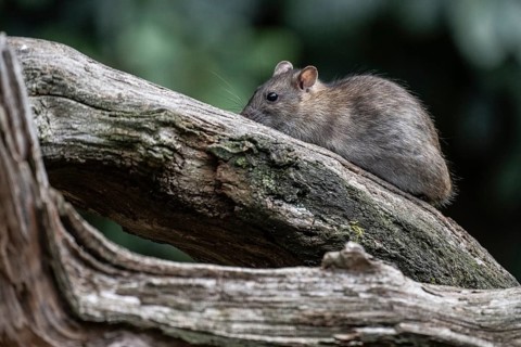 Norway rat (Rattus norvegicus), Emsland, Lower Saxony, Germany