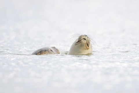 Common seal (Phoca vitulina) adult mother animal and juvenile baby pup in the sea, Norfolk,