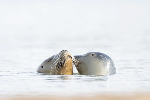 Common seal (Phoca vitulina) adult mother animal and juvenile baby pup in the sea, Norfolk,