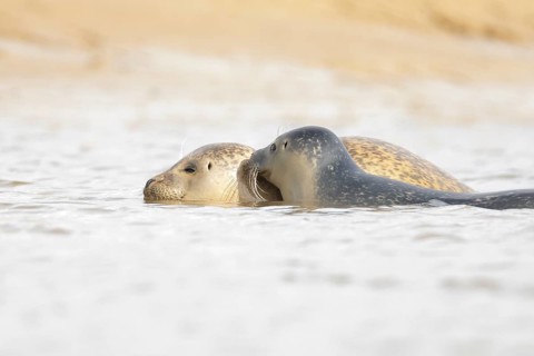 Common seal (Phoca vitulina) adult mother animal and juvenile baby pup in the sea, Norfolk,